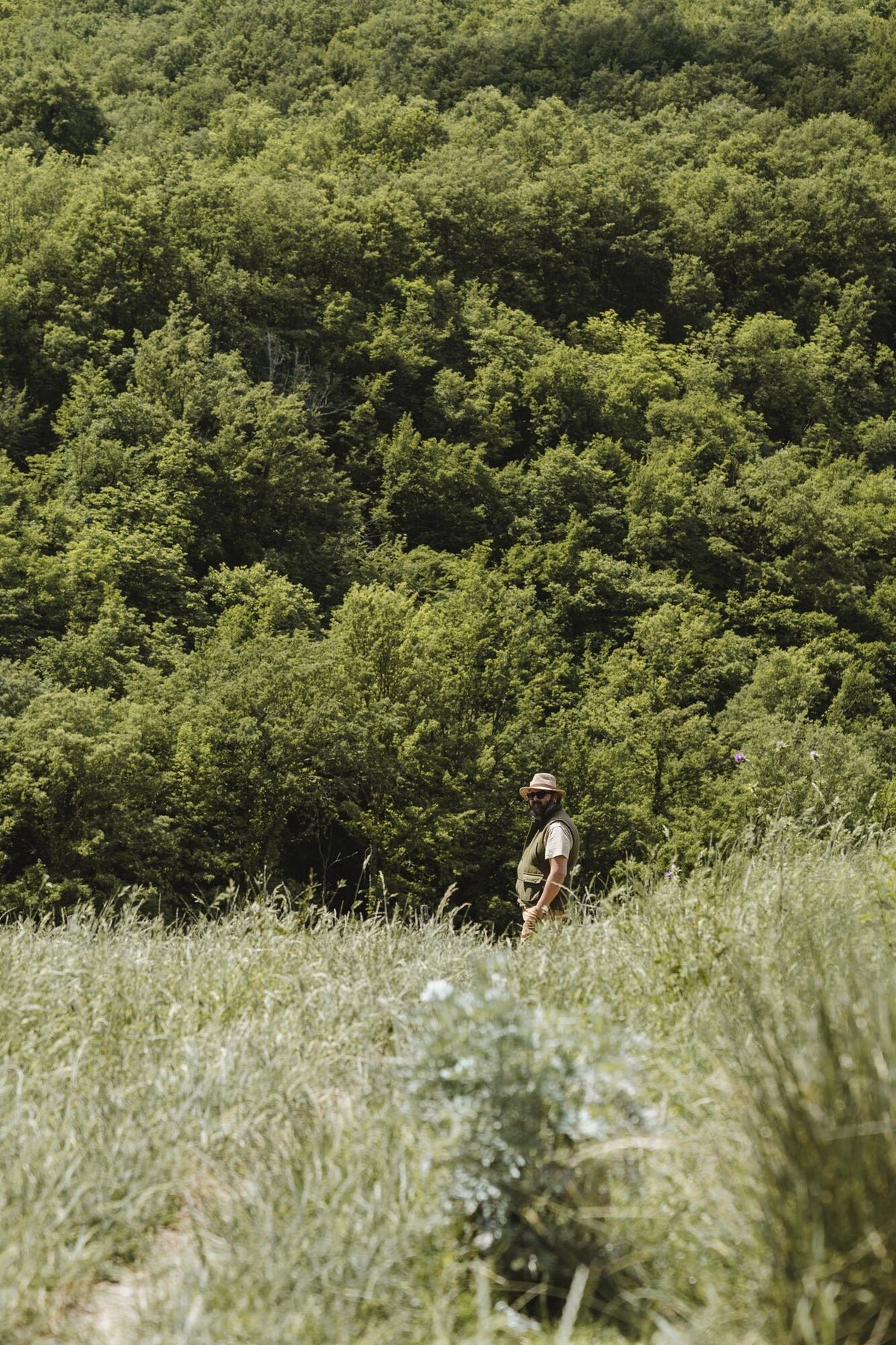 Il pascolo ai piedi del bosco